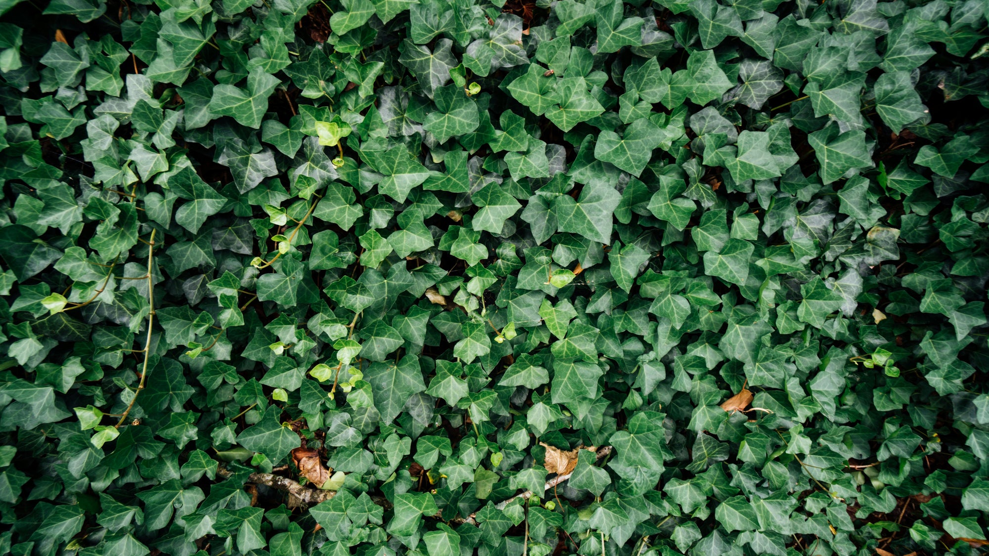 LEAF ON